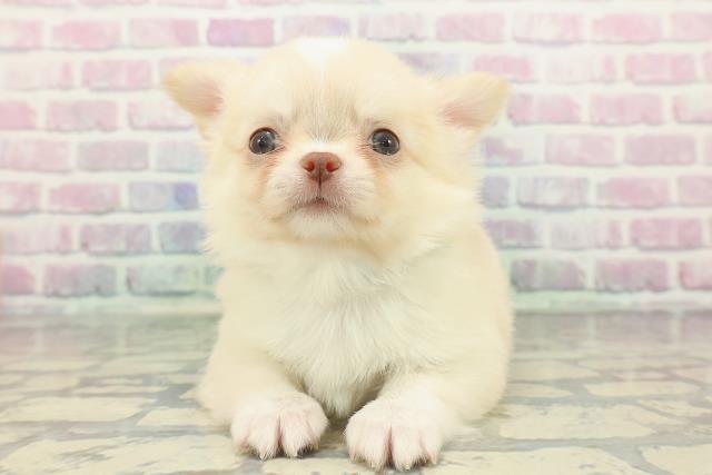 神奈川県のチワワ(ロング) (Coo&RIKU藤沢店/2025年12月17日生まれ/男の子/クリームホワイト)の子犬