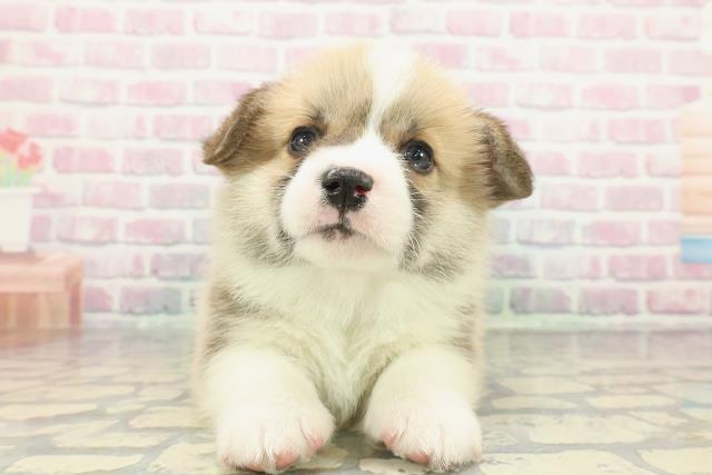 山梨県のウェルシュコーギーペンブローク (Coo&RIKU甲府昭和通り店/2025年12月17日生まれ/男の子/レッドホワイト)の子犬の1枚目の画像