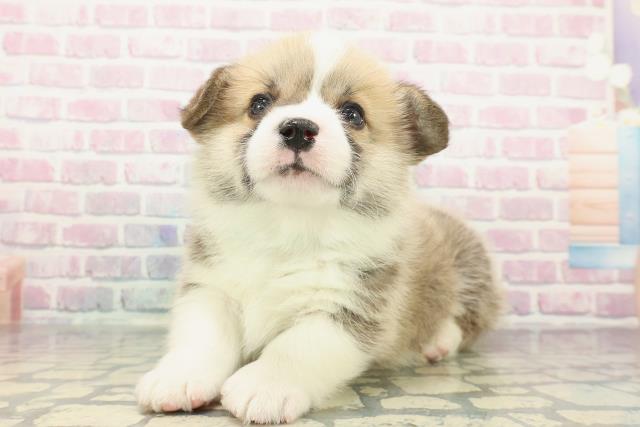 山梨県のウェルシュコーギーペンブローク (Coo&RIKU甲府昭和通り店/2025年12月17日生まれ/男の子/レッドホワイト)の子犬の2枚目の画像