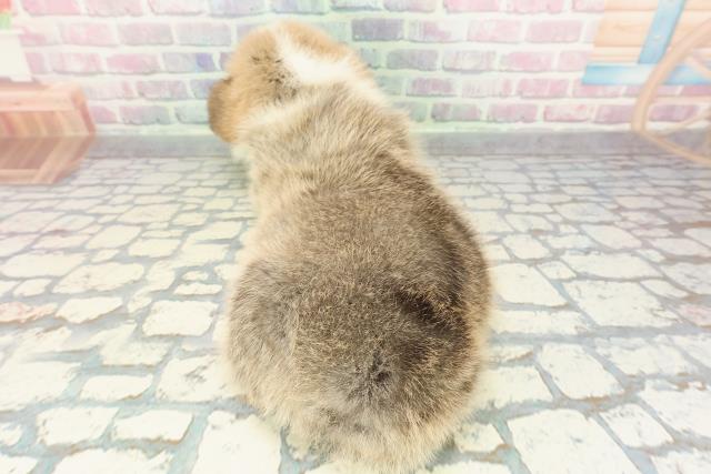 山梨県のウェルシュコーギーペンブローク (Coo&RIKU甲府昭和通り店/2025年12月17日生まれ/男の子/レッドホワイト)の子犬の4枚目の画像