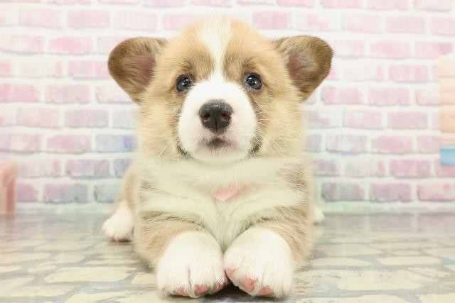 栃木県のウェルシュコーギーペンブローク (Coo&RIKUFKDインターパーク店/2025年12月17日生まれ/女の子/レッドホワイト)の子犬の1枚目の画像