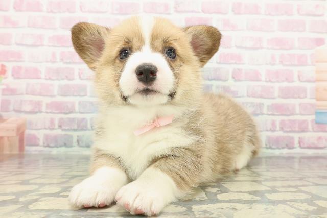 栃木県のウェルシュコーギーペンブローク (Coo&RIKUFKDインターパーク店/2025年12月17日生まれ/女の子/レッドホワイト)の子犬の2枚目の画像