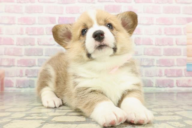 栃木県のウェルシュコーギーペンブローク (Coo&RIKUFKDインターパーク店/2025年12月17日生まれ/女の子/レッドホワイト)の子犬の3枚目の画像