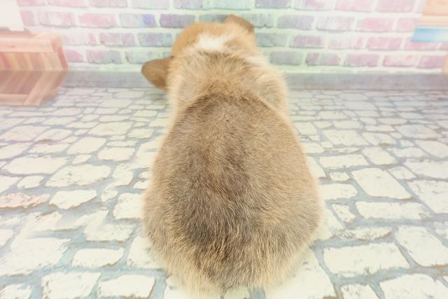 栃木県のウェルシュコーギーペンブローク (Coo&RIKUFKDインターパーク店/2025年12月17日生まれ/女の子/レッドホワイト)の子犬の4枚目の画像