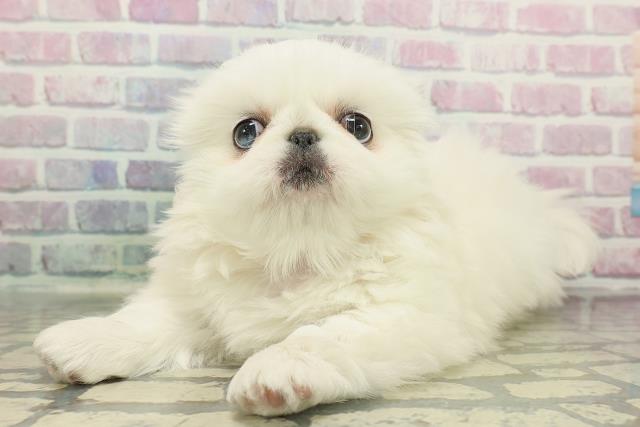 神奈川県のペキニーズ (Coo&RIKU横須賀店/2025年12月15日生まれ/女の子/ホワイト)の子犬の2枚目の画像