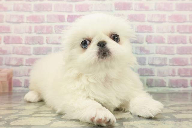 神奈川県のペキニーズ (Coo&RIKU横須賀店/2025年12月15日生まれ/女の子/ホワイト)の子犬の3枚目の画像