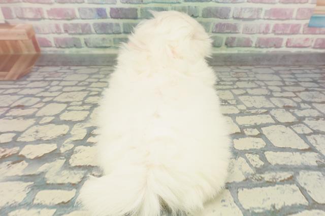 神奈川県のペキニーズ (Coo&RIKU横須賀店/2025年12月15日生まれ/女の子/ホワイト)の子犬の4枚目の画像