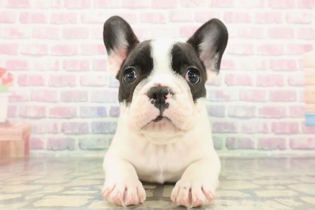 神奈川県のフレンチブルドッグ (Coo&RIKU小田原店/2025年12月15日生まれ/男の子/パイド)の子犬の1枚目の画像