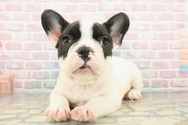 神奈川県のフレンチブルドッグ (Coo&RIKU小田原店/2025年12月15日生まれ/男の子/パイド)の子犬の2枚目の画像