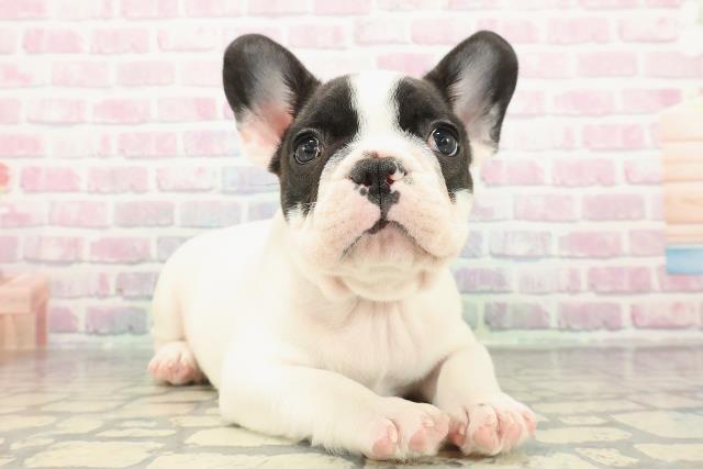 神奈川県のフレンチブルドッグ (Coo&RIKU小田原店/2025年12月15日生まれ/男の子/パイド)の子犬の3枚目の画像