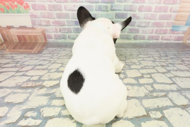 神奈川県のフレンチブルドッグ (Coo&RIKU小田原店/2025年12月15日生まれ/男の子/パイド)の子犬の4枚目の画像