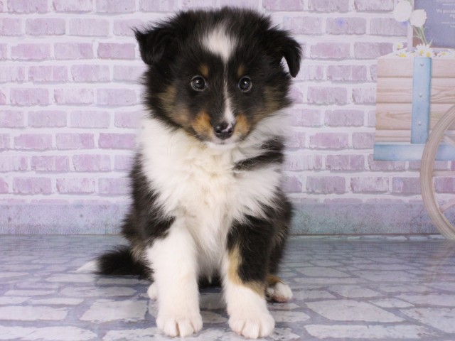 大阪府のシェットランドシープドッグ (Coo&RIKU高槻店/2025年12月18日生まれ/男の子/トライカラー)の子犬の1枚目の画像