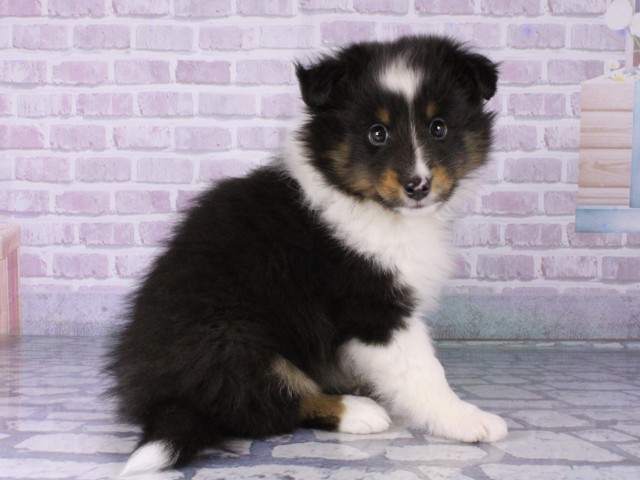 大阪府のシェットランドシープドッグ (Coo&RIKU高槻店/2025年12月18日生まれ/男の子/トライカラー)の子犬の2枚目の画像