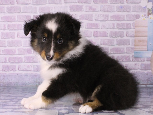 大阪府のシェットランドシープドッグ (Coo&RIKU高槻店/2025年12月18日生まれ/男の子/トライカラー)の子犬の3枚目の画像