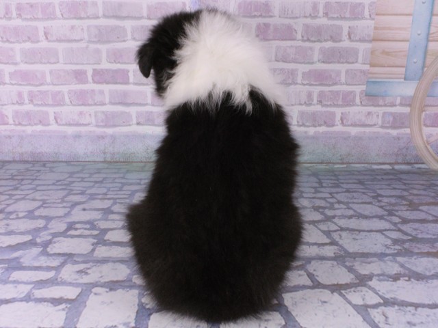 大阪府のシェットランドシープドッグ (Coo&RIKU高槻店/2025年12月18日生まれ/男の子/トライカラー)の子犬の4枚目の画像