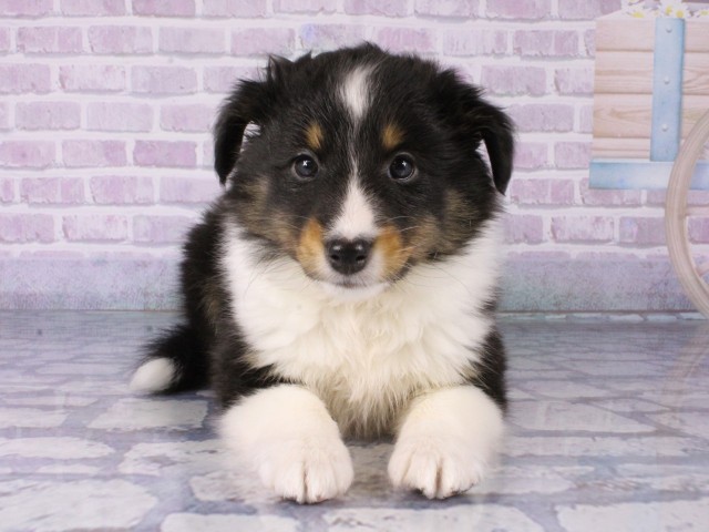 奈良県のシェットランドシープドッグ (Coo&RIKU奈良新庄店/2025年12月18日生まれ/女の子/トライカラー)の子犬