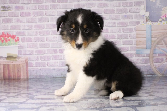 奈良県のシェットランドシープドッグ (Coo&RIKU奈良新庄店/2025年12月18日生まれ/女の子/トライカラー)の子犬の3枚目の画像