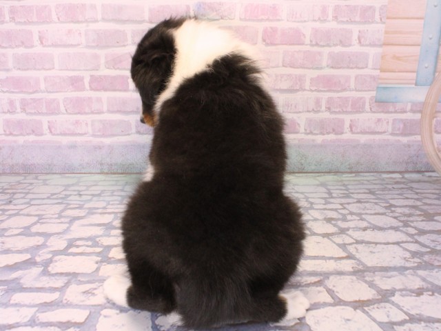 奈良県のシェットランドシープドッグ (Coo&RIKU奈良新庄店/2025年12月18日生まれ/女の子/トライカラー)の子犬の4枚目の画像