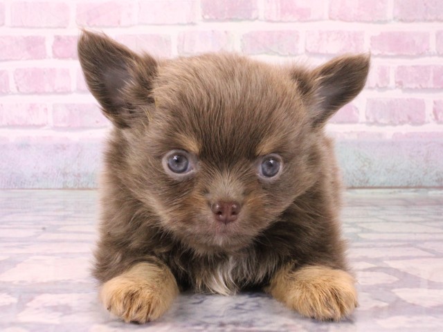 滋賀県のチワワ(ロング) (Coo&RIKUアヤハディオ水口店/2025年12月16日生まれ/男の子/イザベラタン＆クリーム)の子犬の1枚目の画像