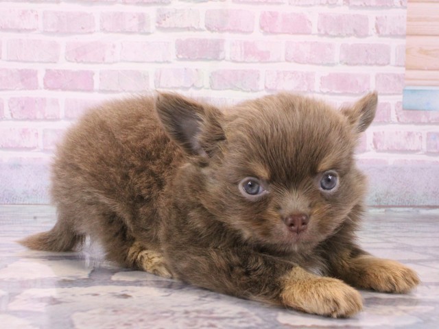 滋賀県のチワワ(ロング) (Coo&RIKUアヤハディオ水口店/2025年12月16日生まれ/男の子/イザベラタン＆クリーム)の子犬の2枚目の画像