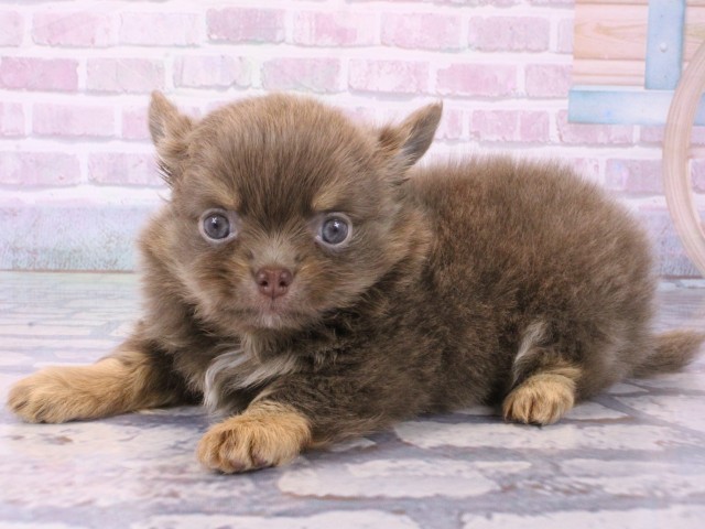 滋賀県のチワワ(ロング) (Coo&RIKUアヤハディオ水口店/2025年12月16日生まれ/男の子/イザベラタン＆クリーム)の子犬の3枚目の画像