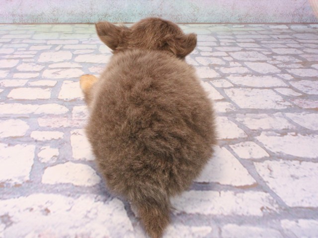 滋賀県のチワワ(ロング) (Coo&RIKUアヤハディオ水口店/2025年12月16日生まれ/男の子/イザベラタン＆クリーム)の子犬の4枚目の画像