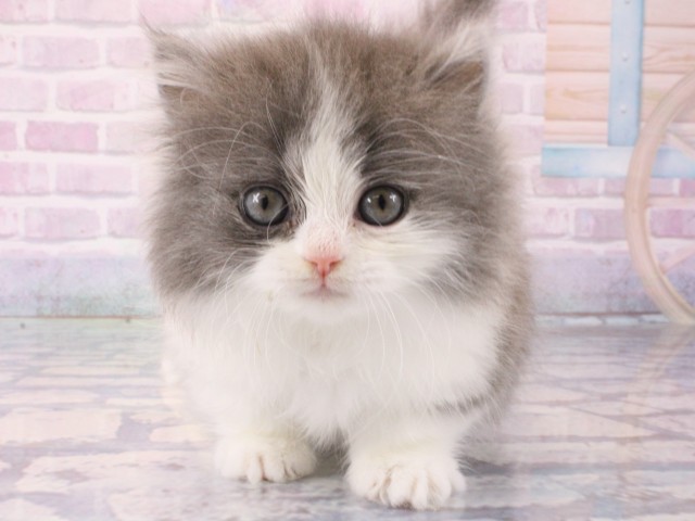兵庫県のマンチカン (Coo&RIKU神戸三宮店/2025年12月18日生まれ/女の子/ブルーホワイト)の子猫の1枚目の画像