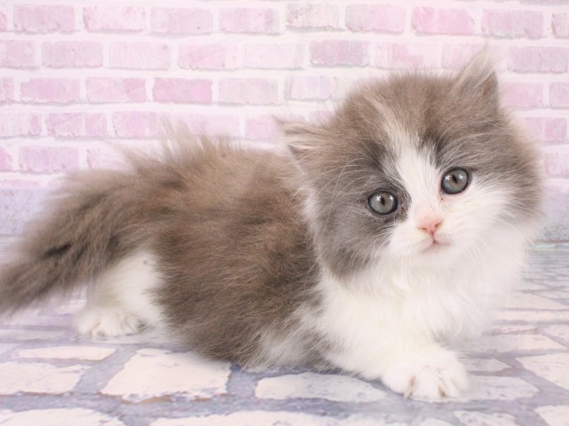 兵庫県のマンチカン (Coo&RIKU神戸三宮店/2025年12月18日生まれ/女の子/ブルーホワイト)の子猫の2枚目の画像