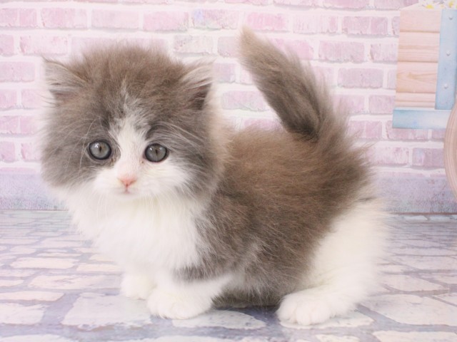 兵庫県のマンチカン (Coo&RIKU神戸三宮店/2025年12月18日生まれ/女の子/ブルーホワイト)の子猫の3枚目の画像