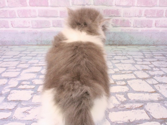 兵庫県のマンチカン (Coo&RIKU神戸三宮店/2025年12月18日生まれ/女の子/ブルーホワイト)の子猫の4枚目の画像