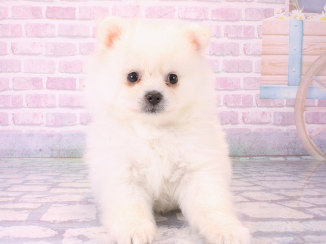 大阪府のポメラニアン (Coo&RIKU東大阪店/2025年12月18日生まれ/女の子/ホワイト)の子犬の1枚目の画像