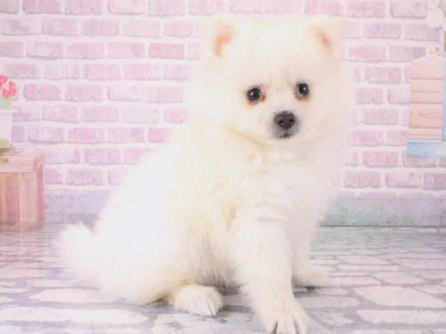 大阪府のポメラニアン (Coo&RIKU東大阪店/2025年12月18日生まれ/女の子/ホワイト)の子犬の2枚目の画像
