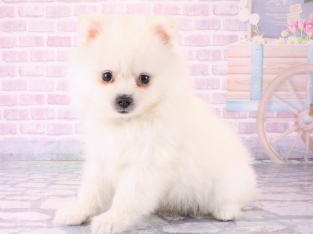 大阪府のポメラニアン (Coo&RIKU東大阪店/2025年12月18日生まれ/女の子/ホワイト)の子犬の3枚目の画像