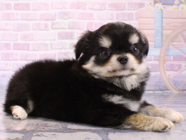 大阪府のチワワ(ロング) (Coo&RIKU東大阪店/2025年12月18日生まれ/男の子/ブラックタン)の子犬の2枚目の画像