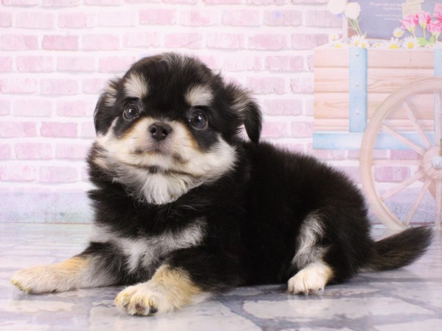 大阪府のチワワ(ロング) (Coo&RIKU東大阪店/2025年12月18日生まれ/男の子/ブラックタン)の子犬の3枚目の画像