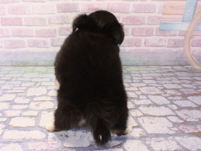 大阪府のチワワ(ロング) (Coo&RIKU東大阪店/2025年12月18日生まれ/男の子/ブラックタン)の子犬の4枚目の画像