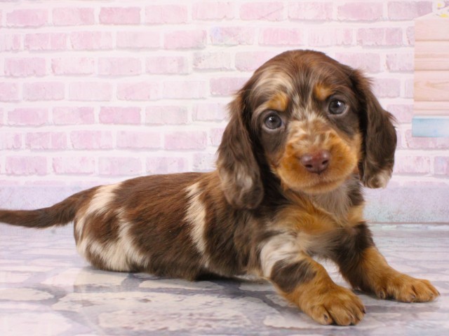 京都府のミニチュアダックスフンド(ロング) (Coo&RIKU京都店/2025年12月17日生まれ/男の子/ブラウンダップル)の子犬の2枚目の画像