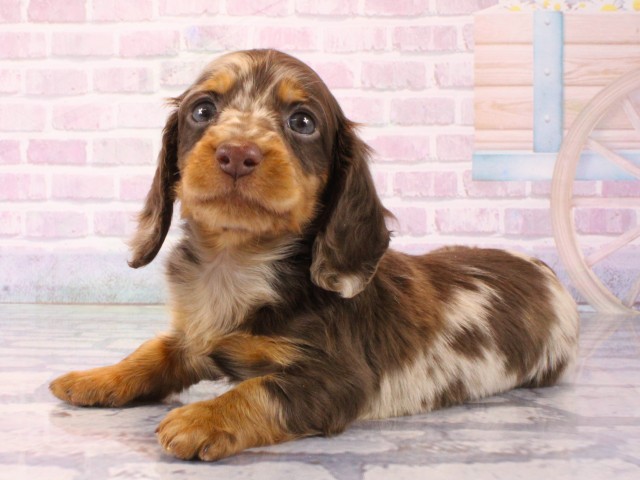 京都府のミニチュアダックスフンド(ロング) (Coo&RIKU京都店/2025年12月17日生まれ/男の子/ブラウンダップル)の子犬の3枚目の画像