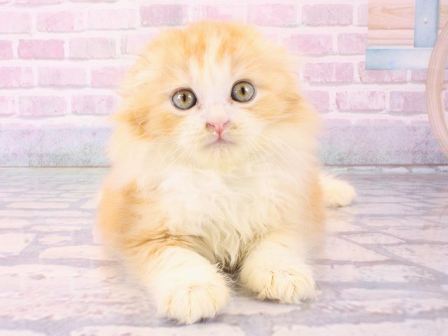 大阪府のスコティッシュフォールド (Coo&RIKU和泉店/2025年12月15日生まれ/男の子/クリームタビーホワイト)の子猫の1枚目の画像