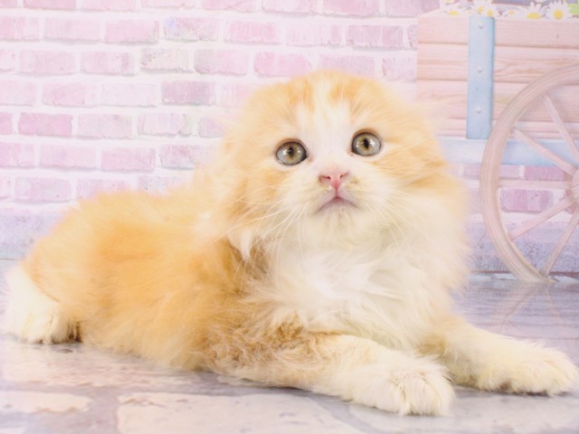 大阪府のスコティッシュフォールド (Coo&RIKU和泉店/2025年12月15日生まれ/男の子/クリームタビーホワイト)の子猫の2枚目の画像