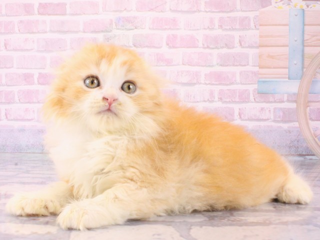 大阪府のスコティッシュフォールド (Coo&RIKU和泉店/2025年12月15日生まれ/男の子/クリームタビーホワイト)の子猫の3枚目の画像