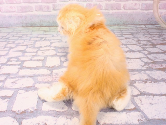 大阪府のスコティッシュフォールド (Coo&RIKU和泉店/2025年12月15日生まれ/男の子/クリームタビーホワイト)の子猫の4枚目の画像