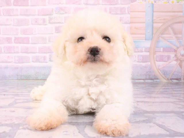 兵庫県のビションフリーゼ (Coo&RIKU尼崎店/2025年12月17日生まれ/女の子/ホワイト)の子犬の1枚目の画像