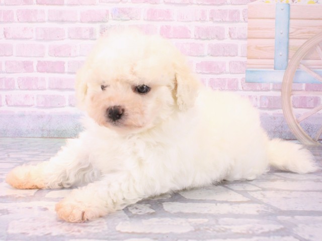 兵庫県のビションフリーゼ (Coo&RIKU尼崎店/2025年12月17日生まれ/女の子/ホワイト)の子犬の3枚目の画像