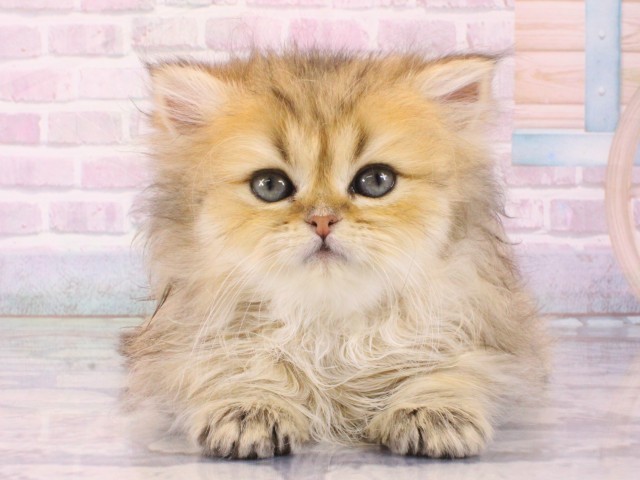 大阪府のペルシャ (Coo&RIKU茶屋町店/2025年12月13日生まれ/女の子/チンチラゴールデン)の子猫の1枚目の画像