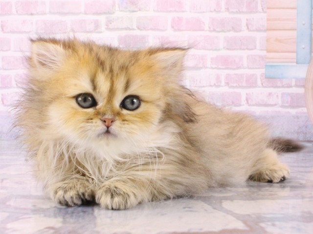 大阪府のペルシャ (Coo&RIKU茶屋町店/2025年12月13日生まれ/女の子/チンチラゴールデン)の子猫の3枚目の画像
