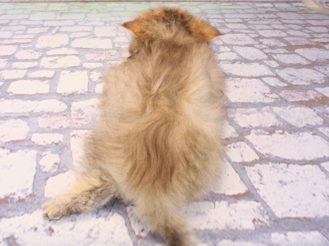 大阪府のペルシャ (Coo&RIKU茶屋町店/2025年12月13日生まれ/女の子/チンチラゴールデン)の子猫の4枚目の画像