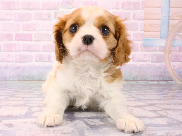 大阪府のキャバリアキングチャールズスパニエル (Coo&RIKU高槻店/2025年12月17日生まれ/男の子/ブレンハイム)の子犬の1枚目の画像