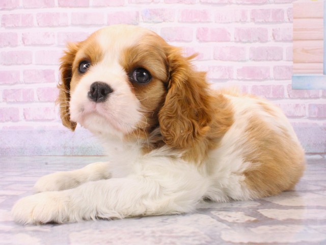 大阪府のキャバリアキングチャールズスパニエル (Coo&RIKU高槻店/2025年12月17日生まれ/男の子/ブレンハイム)の子犬の3枚目の画像