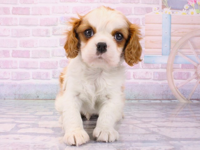 兵庫県のキャバリアキングチャールズスパニエル (Coo&RIKU神戸垂水店/2025年12月17日生まれ/男の子/ブレンハイム)の子犬の1枚目の画像